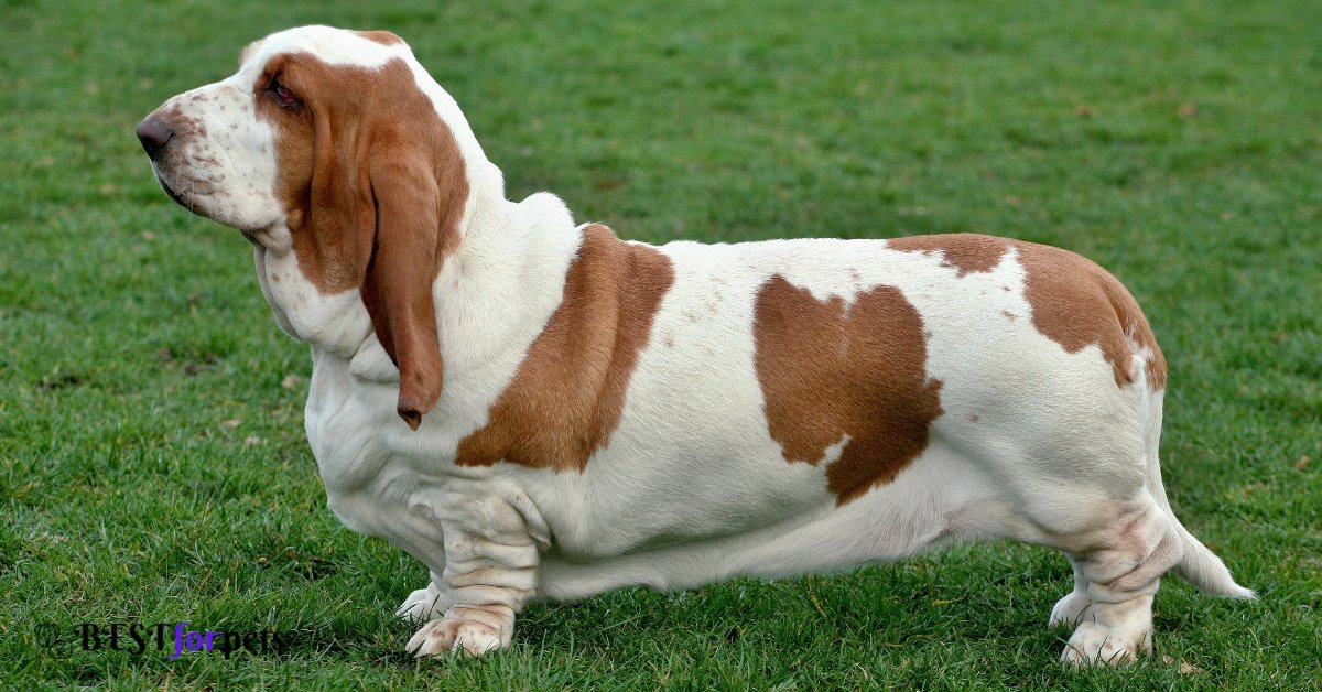 Basset Hound- Dogs That Are The Most Difficult To Housebreak