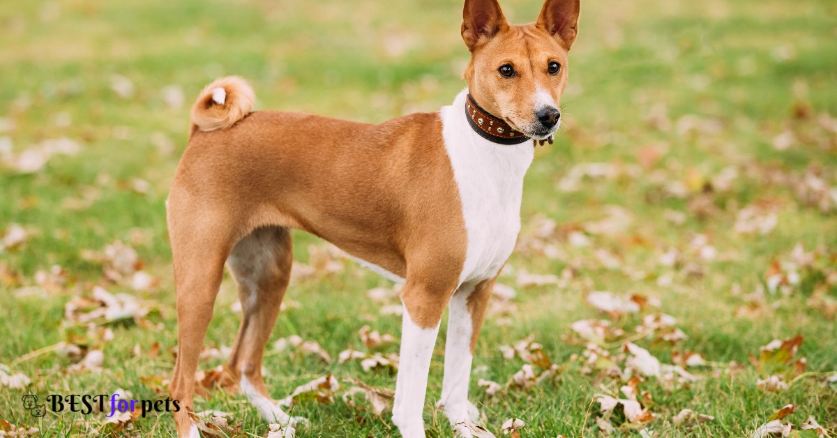 Basenji- Dogs That Are The Most Difficult To Housebreak