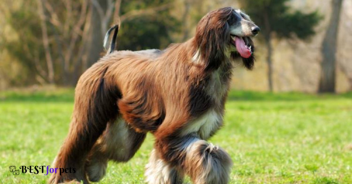 Afghan Hound- Dogs That Are The Most Difficult To Housebreak