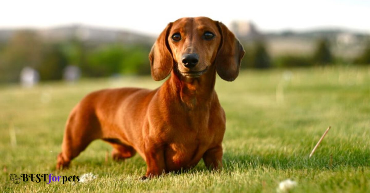 Dachshund- Dogs That Are The Most Difficult To Housebreak