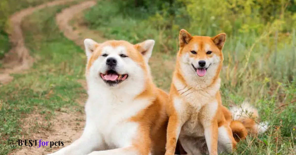 Shiba Inu- Dogs That Are The Most Difficult To Housebreak