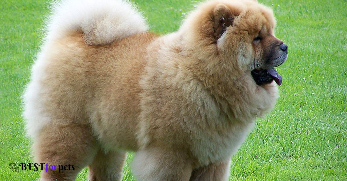 Chow Chow- Dogs That Are The Most Difficult To Housebreak