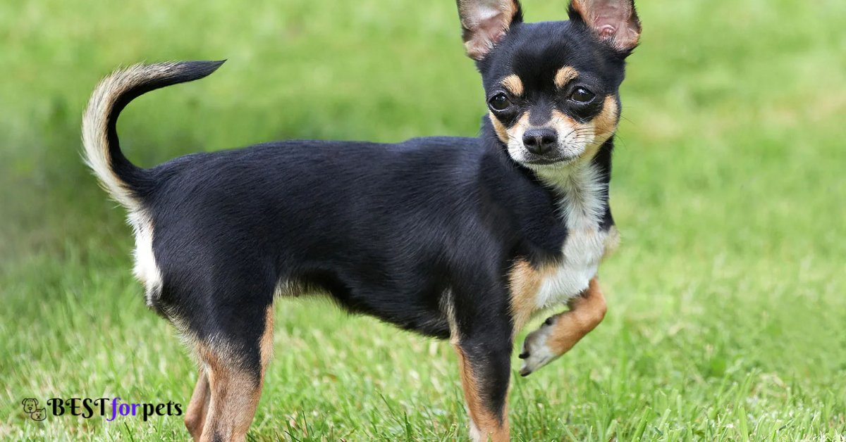 Chihuahua - Dogs That Are The Most Difficult To Housebreak