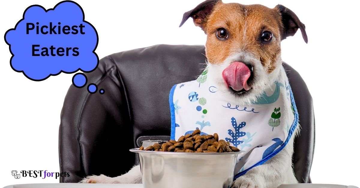 Top 10 Dogs That Are The Pickiest Eaters