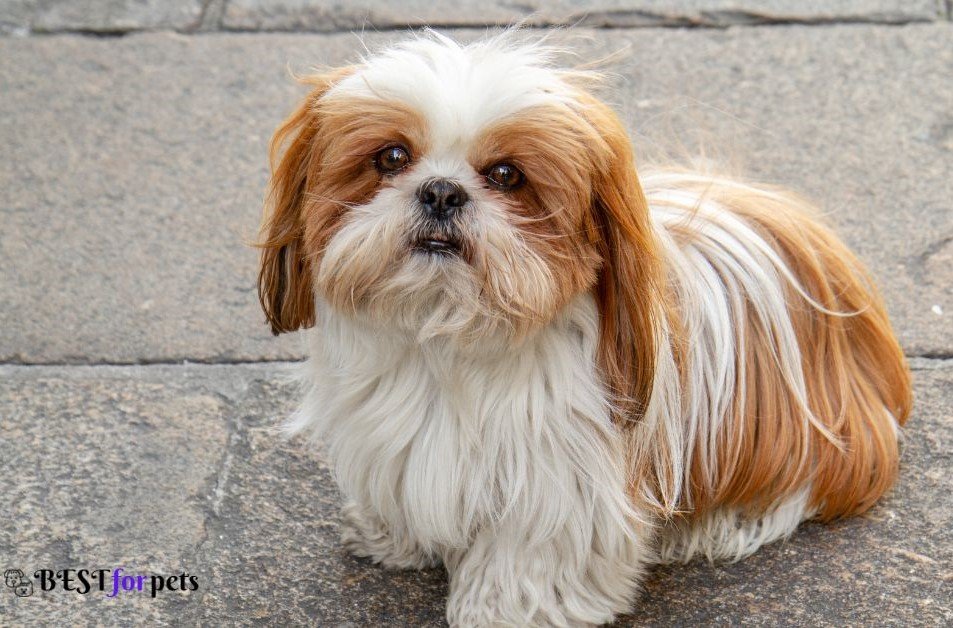 Shih Tzu- Dogs That Are The Pickiest Eaters