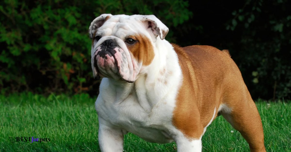 Bulldog- Dogs That Are The Pickiest Eaters