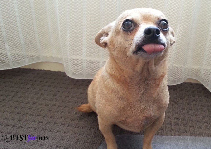 Chihuahua- Dogs That Are The Pickiest Eaters