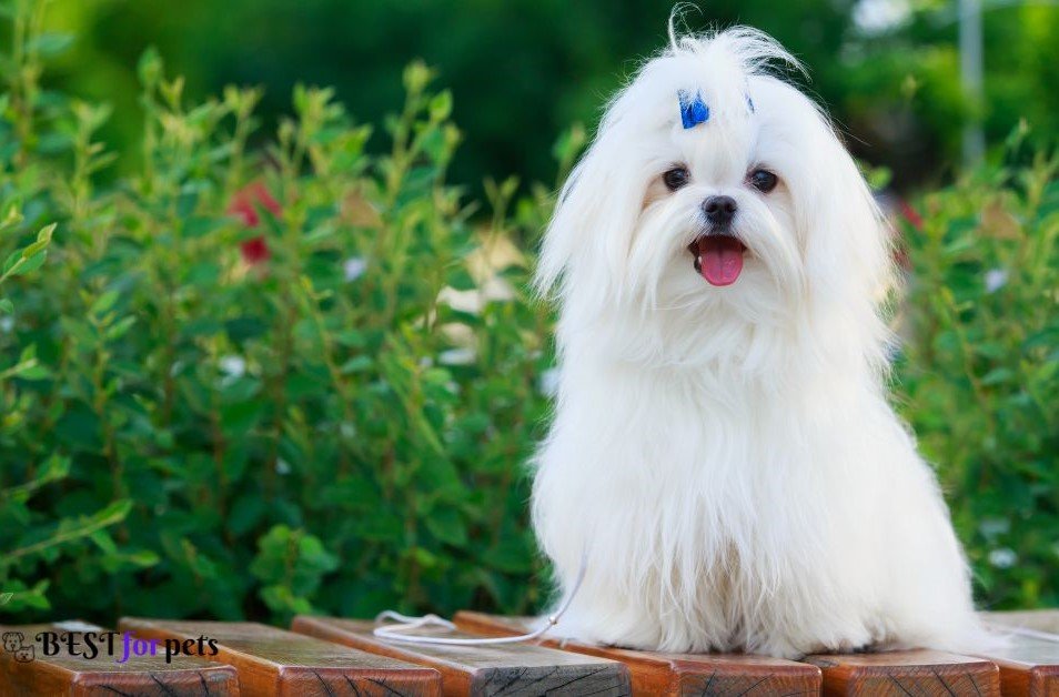 Maltese- Dogs That Are The Pickiest Eaters