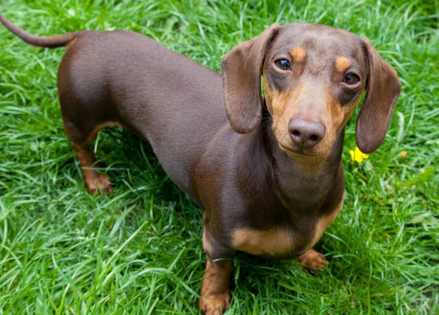 Dachshund- Dogs That Are The Pickiest Eaters