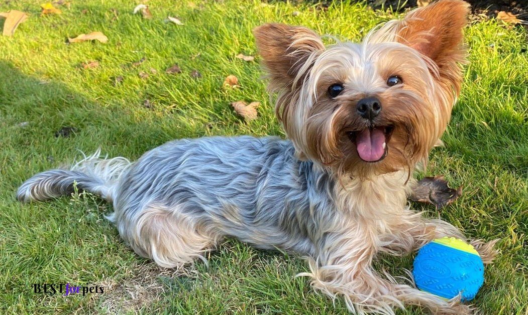 Yorkshire Terrier- Dogs That Are The Pickiest Eaters