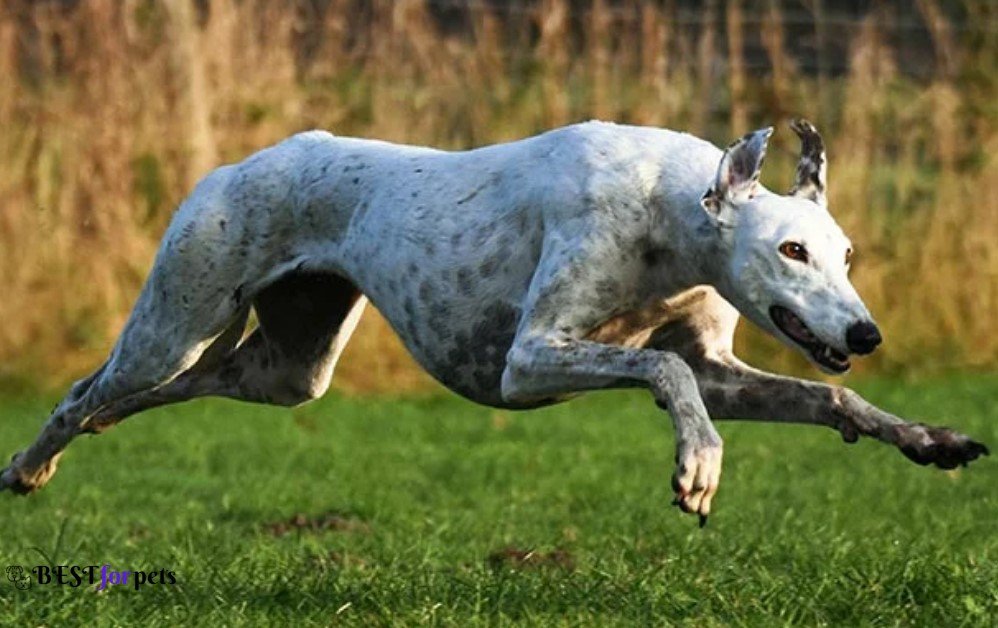 Greyhound- Dogs That Are The Pickiest Eaters