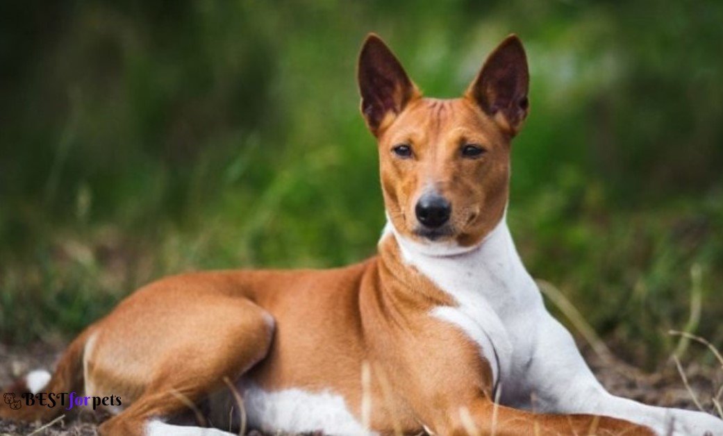 Basenji- Dogs That Are The Pickiest Eaters
