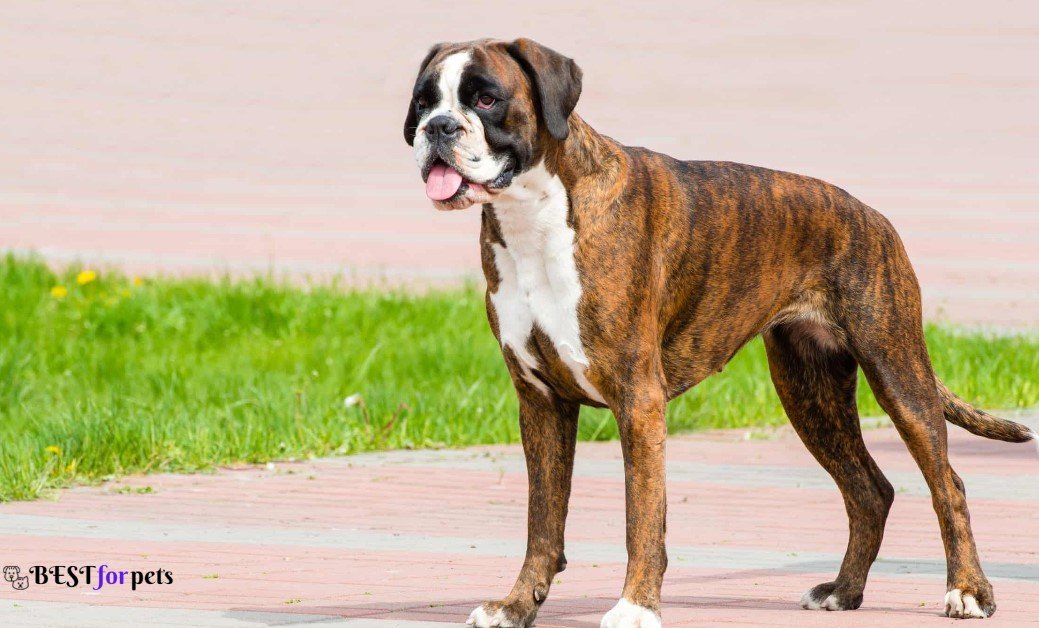 Boxer dog- Dogs That Are The Pickiest Eaters