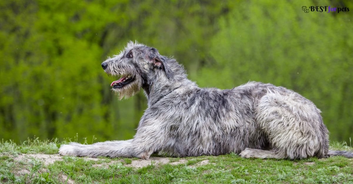 Irish Wolfhound- Exotic Dog Breeds In The World