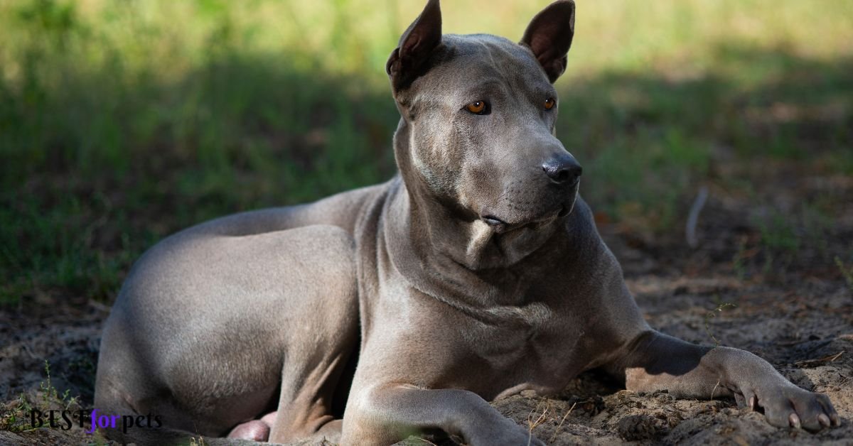 Thai Ridgeback- Exotic Dog Breeds In The World