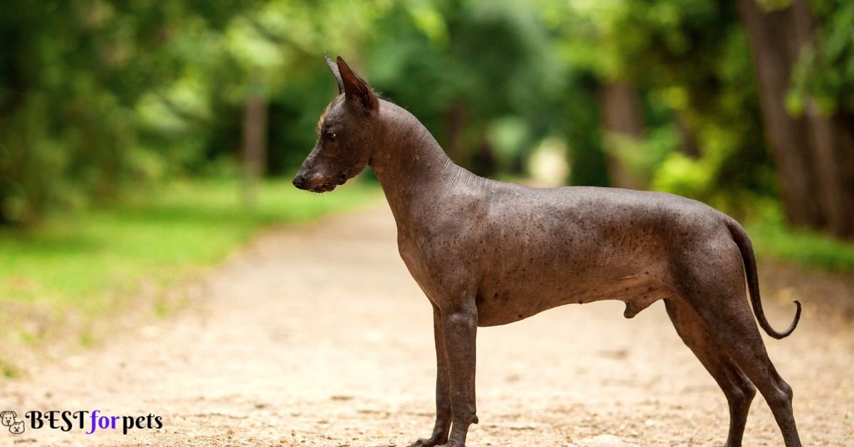 Xoloitzcuintli- Exotic Dog Breeds In The World