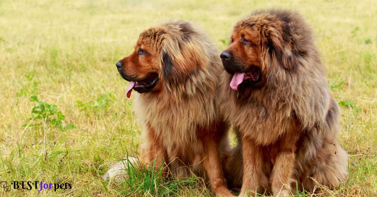 Tibetan Mastiff- Exotic Dog Breeds In The World