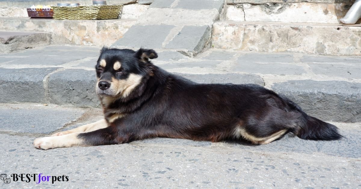 Finnish Lapphund - Exotic Dog Breeds In The World