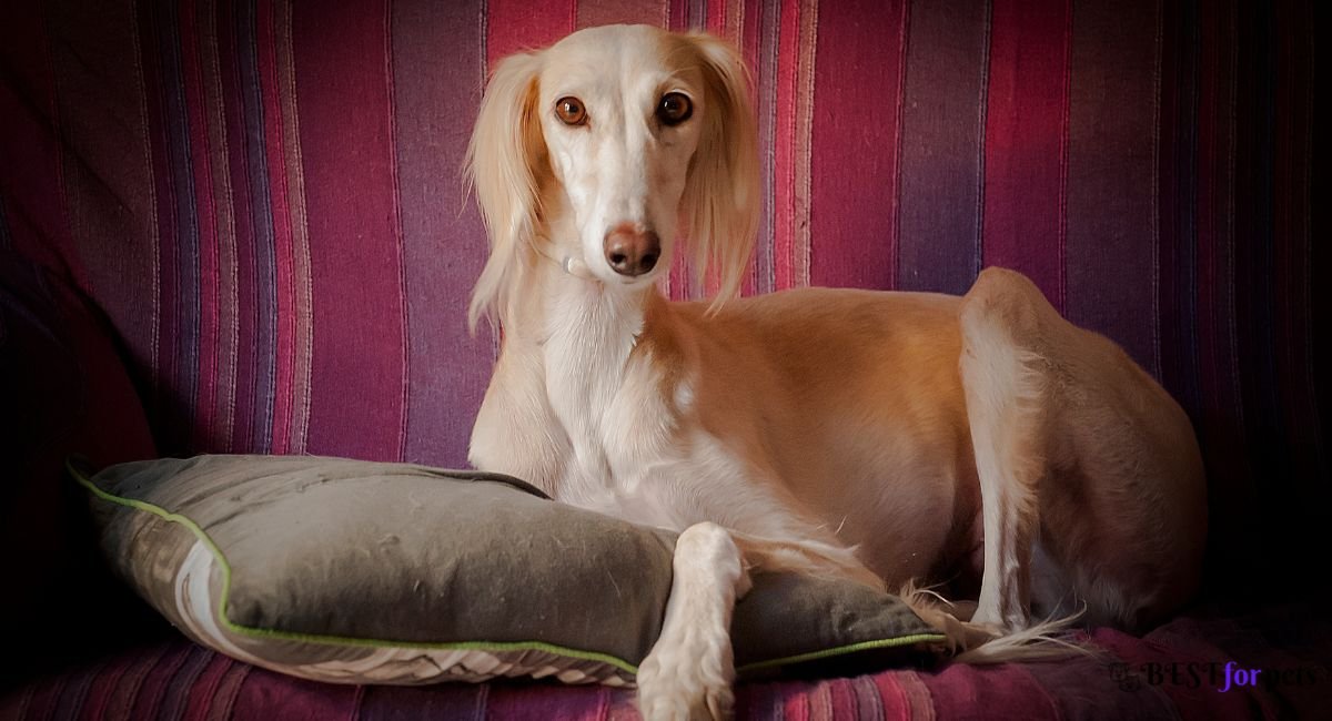 Saluki- Exotic Dog Breeds In The World