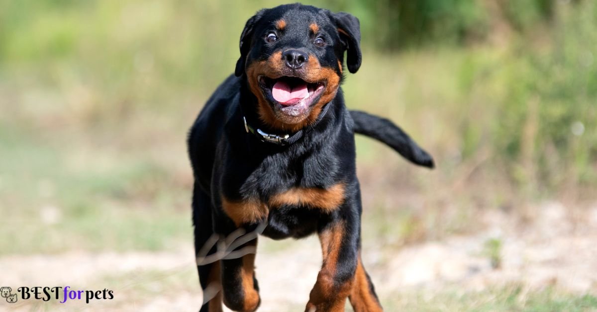 Rottweiler - Fearless dog in the world