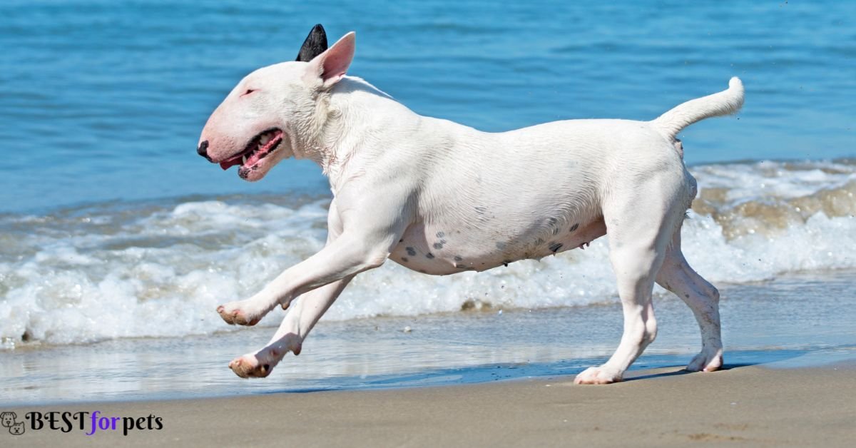Bull Terrier - Fearless dog in the world