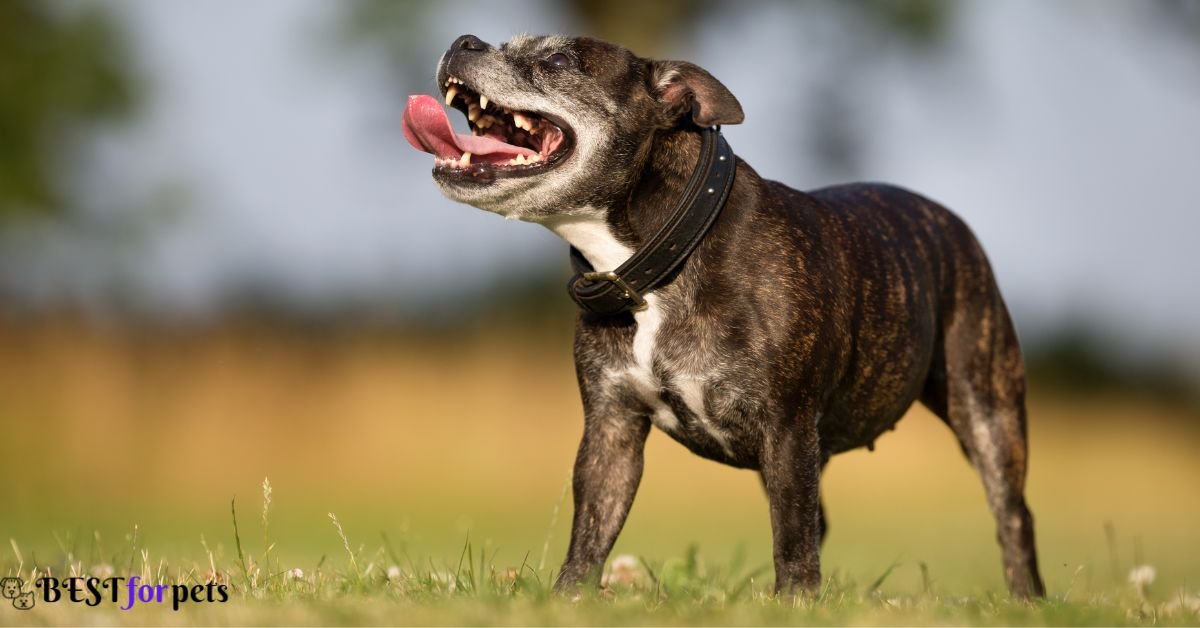 Staffordshire Bull Terrier - Fearless dog in the world