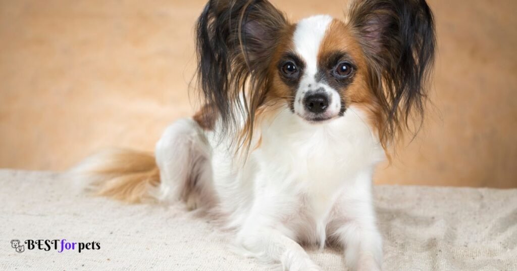 Papillon- French Dog Breeds