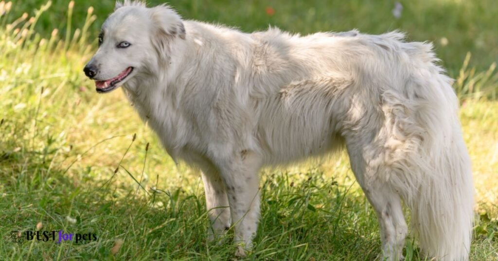 Pyrenean Mountain Dog (Great Pyrenees)- French Dog Breeds