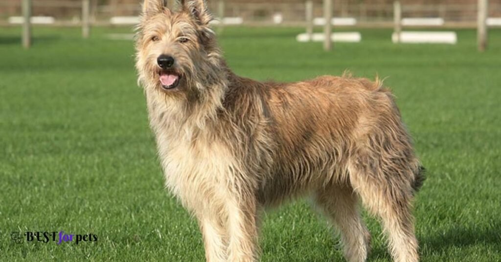 Berger Picard - French Dog Breeds