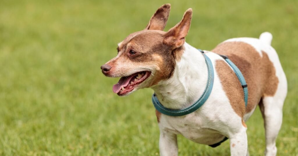 Rat Terrier- Hairless Dog Breeds In The World