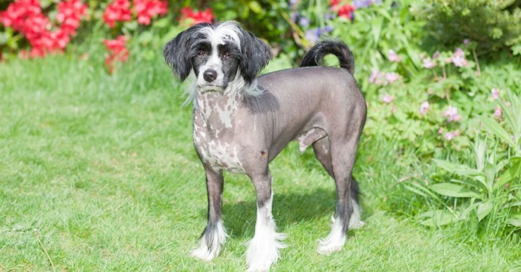Chinese Crested- Hairless Dog Breeds In The World