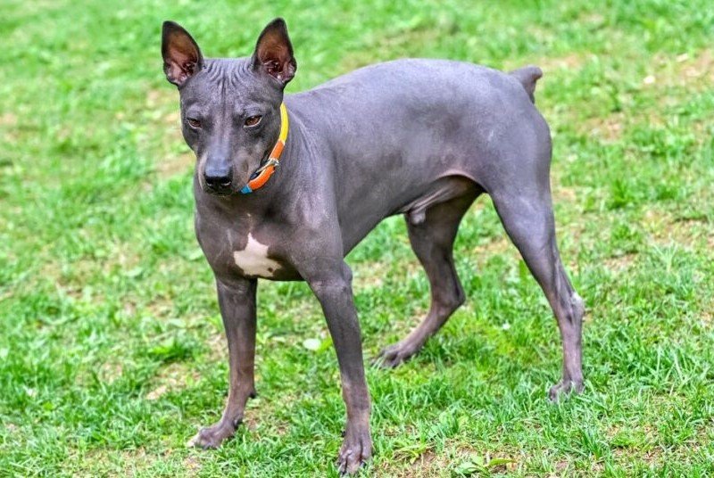 American Hairless Terrier- Hairless Dog Breeds In The World