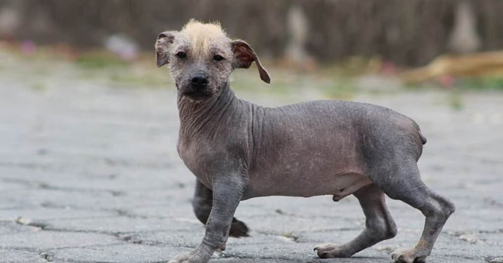 Ecuadorian Hairless Dog- Hairless Dog Breeds In The World