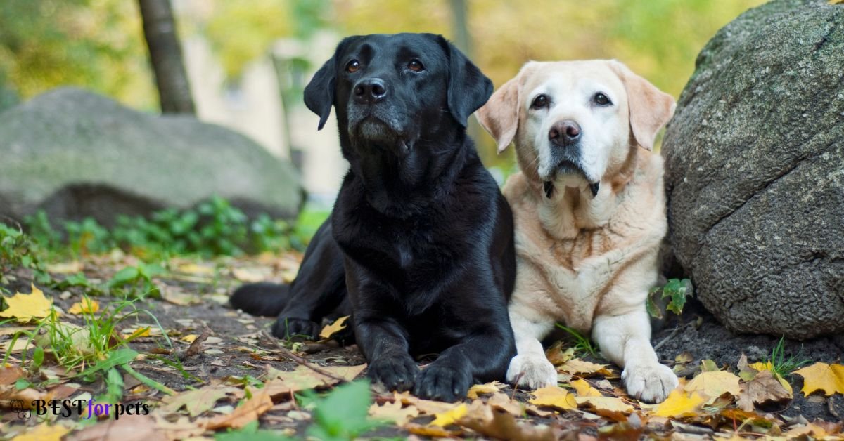 Labrador Retriever- Heaviest Shedding Dog Breeds
