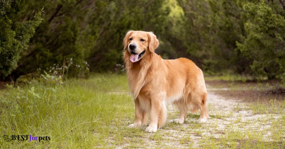Golden Retriever- Heaviest Shedding Dog Breeds