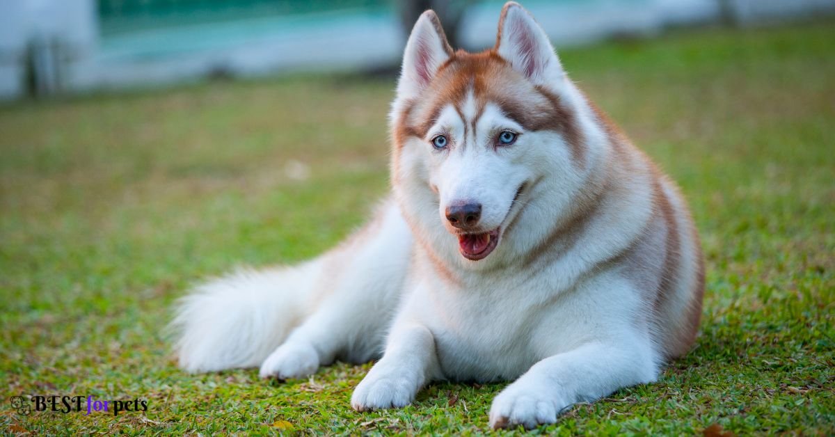 Siberian Husky- Heaviest Shedding Dog Breeds