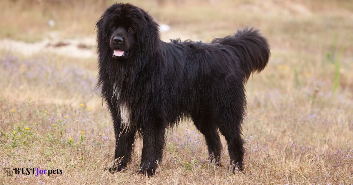 Newfoundland dog- Heaviest Shedding Dog Breeds