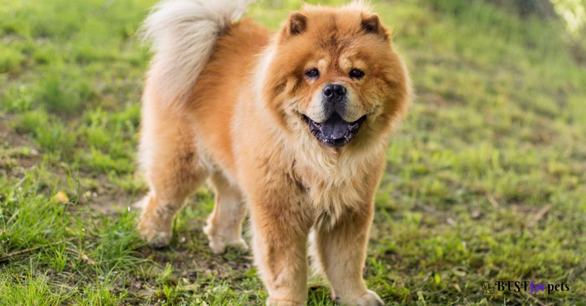 Chow Chow - Heaviest Shedding Dog Breeds