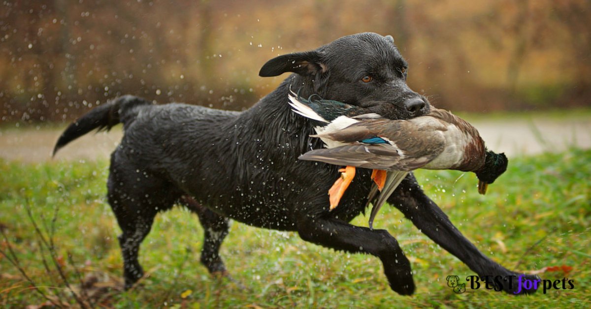 Best Hunting Dog Breeds In The World