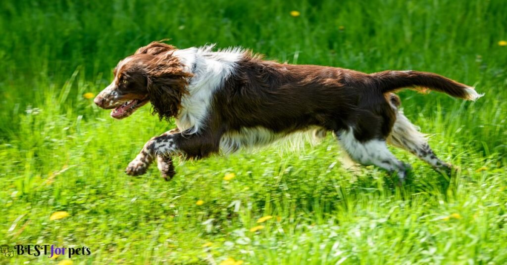 English Springer Spaniel- Hunting Dog Breed
