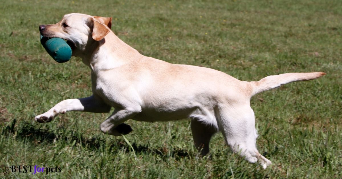 Labrador Retriever- Hunting Dog Breed
