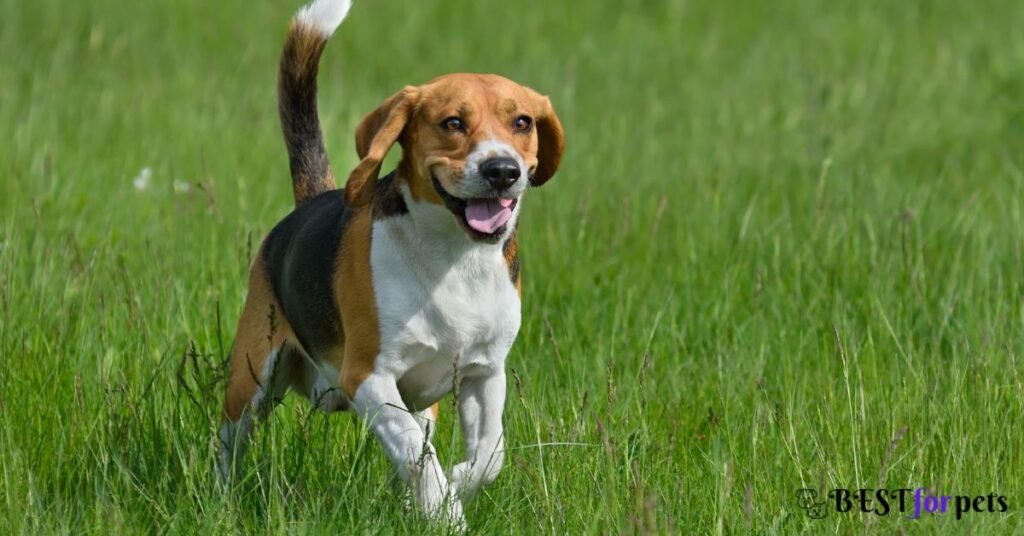 Beagle- Hunting Dog Breed