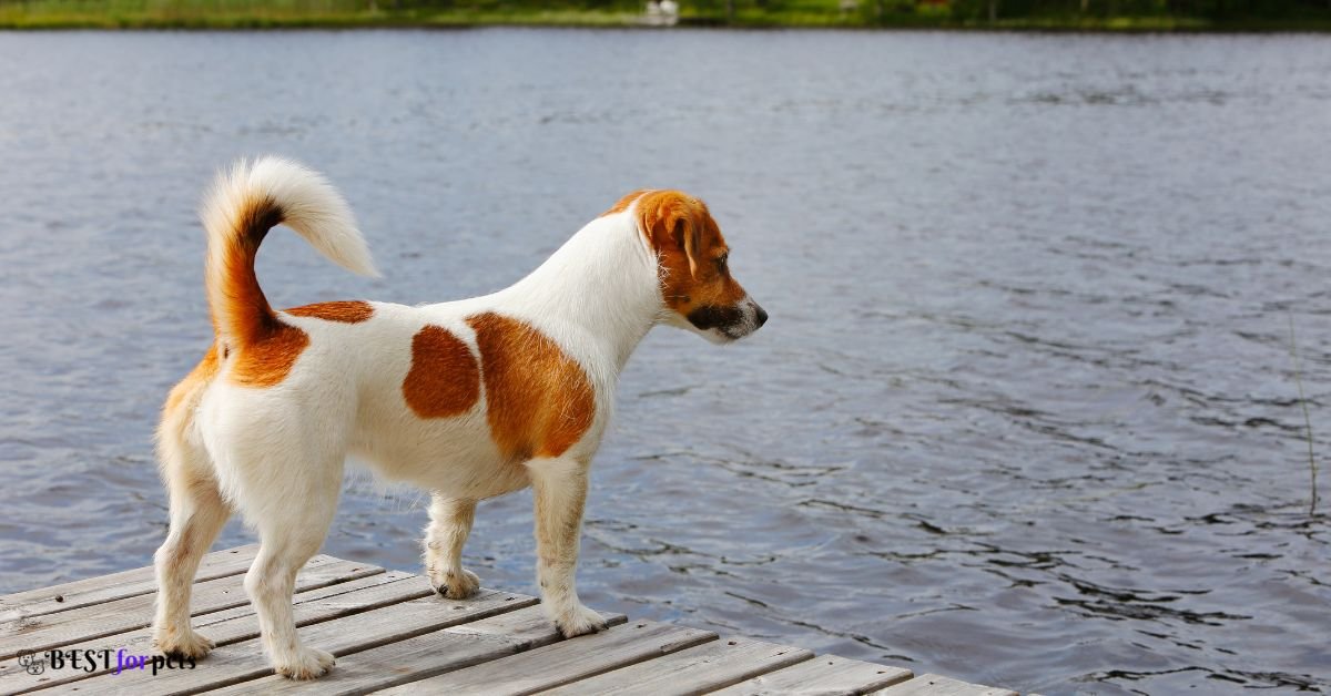 Chesapeake Bay Retriever- Hunting Dog Breed