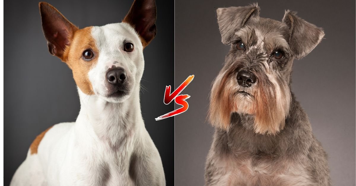Jack Russell Terrier Vs Miniature Schnauzer