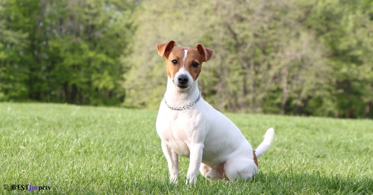Jack Russell Terrier Vs Miniature Schnauzer