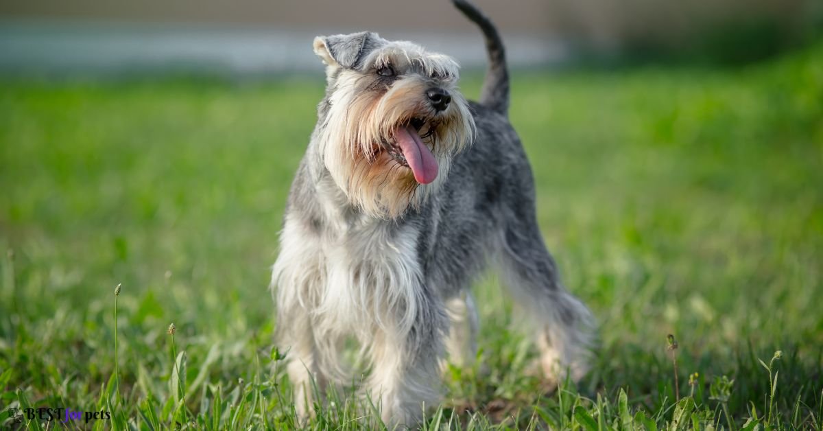 Jack Russell Terrier Vs Miniature Schnauzer Comparison