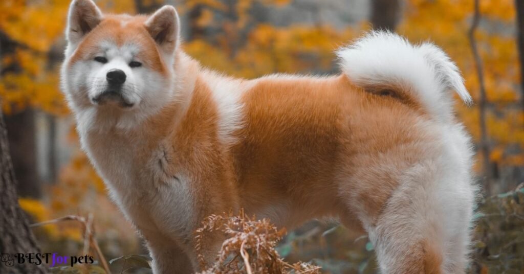 Akita - Remarkable Japanese Dog Breed In The World