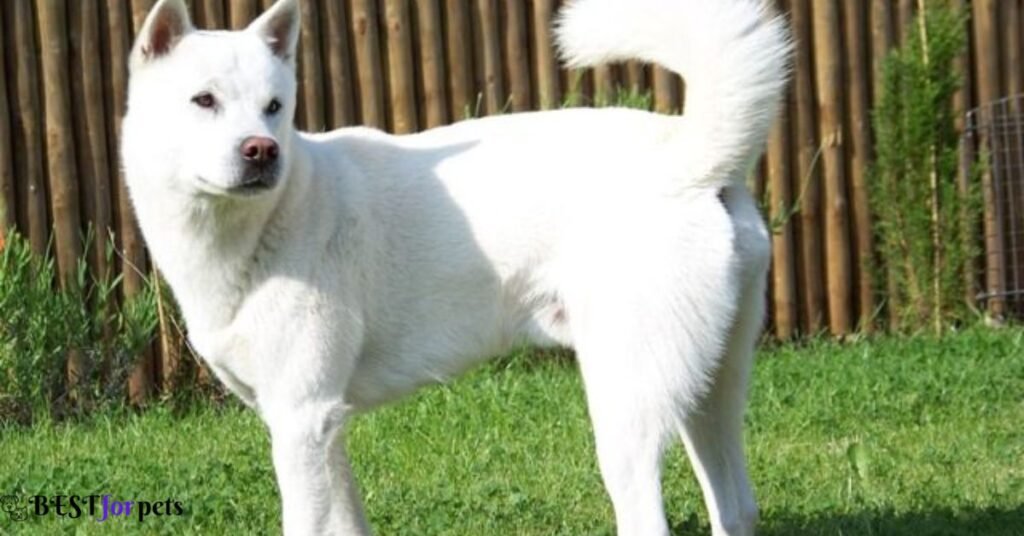 Kishu Ken- Remarkable Japanese Dog Breed In The World