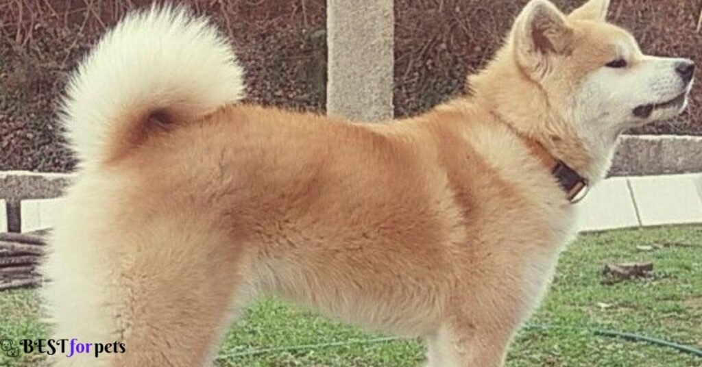 Shiba Inu Mix: Hokkaido Shiba- Remarkable Japanese Dog Breed In The World