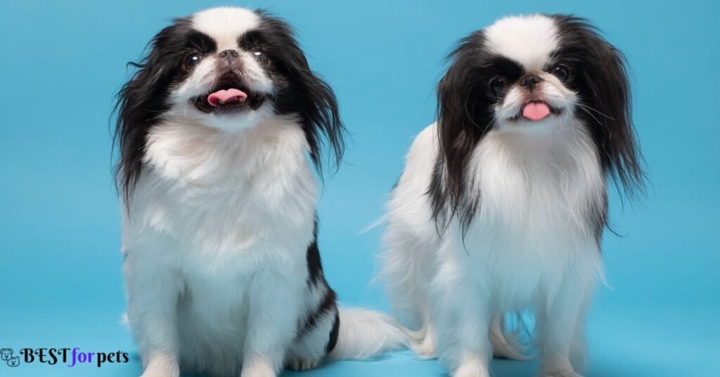 Japanese Chin- Remarkable Japanese Dog Breed In The World